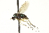  (Dolichopus sp. SEB33 - CNC DIPTERA 163622)  @13 [ ] CreativeCommons - Attribution (2012) CNC/CBG Photography Group Centre for Biodiversity Genomics