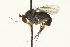  ( - CNC DIPTERA 163624)  @13 [ ] CreativeCommons - Attribution (2012) CNC/CBG Photography Group Centre for Biodiversity Genomics