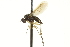  ( - CNC DIPTERA 163627)  @13 [ ] CreativeCommons - Attribution (2012) CNC/CBG Photography Group Centre for Biodiversity Genomics