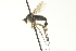  (Dolichopus sp. SEB36 - CNC DIPTERA 163630)  @11 [ ] CreativeCommons - Attribution (2012) CNC/CBG Photography Group Centre for Biodiversity Genomics