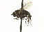  (Dolichopus sp. SEB38 - CNC DIPTERA 163632)  @11 [ ] CreativeCommons - Attribution (2012) CNC/CBG Photography Group Centre for Biodiversity Genomics