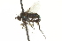 ( - CNC DIPTERA 163633)  @12 [ ] CreativeCommons - Attribution (2012) CNC/CBG Photography Group Centre for Biodiversity Genomics