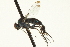  (Dolichopus sp. SEB40 - CNC DIPTERA 163634)  @12 [ ] CreativeCommons - Attribution (2012) CNC/CBG Photography Group Centre for Biodiversity Genomics