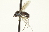  ( - CNC DIPTERA 163635)  @11 [ ] CreativeCommons - Attribution (2012) CNC/CBG Photography Group Centre for Biodiversity Genomics