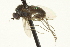  ( - CNC DIPTERA 163636)  @14 [ ] CreativeCommons - Attribution (2012) CNC/CBG Photography Group Centre for Biodiversity Genomics