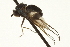  (Gymnopternus sp. SEB2 - CNC DIPTERA 163637)  @13 [ ] CreativeCommons - Attribution (2012) CNC/CBG Photography Group Centre for Biodiversity Genomics