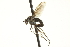 ( - CNC DIPTERA 163638)  @12 [ ] CreativeCommons - Attribution (2012) CNC/CBG Photography Group Centre for Biodiversity Genomics