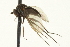  ( - CNC DIPTERA 163639)  @12 [ ] CreativeCommons - Attribution (2012) CNC/CBG Photography Group Centre for Biodiversity Genomics