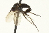  ( - CNC DIPTERA 163640)  @12 [ ] CreativeCommons - Attribution (2012) CNC/CBG Photography Group Centre for Biodiversity Genomics