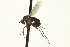  ( - CNC DIPTERA 163641)  @12 [ ] CreativeCommons - Attribution (2012) CNC/CBG Photography Group Centre for Biodiversity Genomics