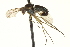  ( - CNC DIPTERA 163642)  @13 [ ] CreativeCommons - Attribution (2012) CNC/CBG Photography Group Centre for Biodiversity Genomics