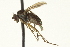  ( - CNC DIPTERA 163643)  @13 [ ] CreativeCommons - Attribution (2012) CNC/CBG Photography Group Centre for Biodiversity Genomics