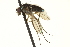  (Gymnopternus sp. SEB3 - CNC DIPTERA 163644)  @13 [ ] CreativeCommons - Attribution (2012) CNC/CBG Photography Group Centre for Biodiversity Genomics