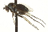  ( - CNC DIPTERA 163645)  @12 [ ] CreativeCommons - Attribution (2012) CNC/CBG Photography Group Centre for Biodiversity Genomics