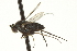  ( - CNC DIPTERA 163646)  @12 [ ] CreativeCommons - Attribution (2012) CNC/CBG Photography Group Centre for Biodiversity Genomics