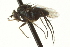  ( - CNC DIPTERA 163647)  @12 [ ] CreativeCommons - Attribution (2012) CNC/CBG Photography Group Centre for Biodiversity Genomics