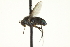  ( - CNC DIPTERA 163649)  @13 [ ] CreativeCommons - Attribution (2012) CNC/CBG Photography Group Centre for Biodiversity Genomics