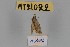  ( - MT21022)  @11 [ ] by-nc-sa (2022) Makrina Tsinoglou University of Vienna, Dept of Botany and Biodiversity