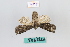  ( - MT21943)  @13 [ ] by-nc-sa (2022) Makrina Tsinoglou University of Vienna, Dept of Botany and Biodiversity