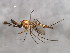  ( - BIOUG00785-B07)  @13 [ ] CreativeCommons - Attribution (2011) CBG Photography Group Centre for Biodiversity Genomics