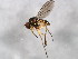  (Sympycnus anomalipennis - BIOUG00785-G08)  @14 [ ] CreativeCommons - Attribution (2011) CBG Photography Group Centre for Biodiversity Genomics