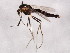  (Cricotopus annuliventris - BIOUG00804-B09)  @14 [ ] CreativeCommons - Attribution (2011) CBG Photography Group Centre for Biodiversity Genomics