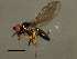  ( - BIOUG00780-F09)  @13 [ ] CreativeCommons - Attribution (2011) CBG Photography Group Centre for Biodiversity Genomics