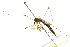  ( - BIOUG01014-H05)  @13 [ ] CreativeCommons - Attribution (2011) CBG Photography Group Centre for Biodiversity Genomics