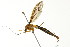  ( - BIOUG01014-H06)  @12 [ ] CreativeCommons - Attribution (2011) CBG Photography Group Centre for Biodiversity Genomics