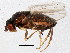  (Parasclerocoelus - BIOUG01874-G12)  @15 [ ] CreativeCommons - Attribution (2012) CBG Photography Group Centre for Biodiversity Genomics