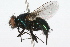  ( - WAC-ENT-0174)  @14 [ ] CreativeCommons - Attribution (2009) Unspecified Centre for Biodiversity Genomics
