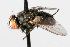  ( - WAC-ENT-0258)  @13 [ ] CreativeCommons - Attribution (2009) Unspecified Centre for Biodiversity Genomics
