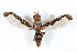  ( - WAC-ENT-0277)  @11 [ ] CreativeCommons - Attribution (2009) Unspecified Centre for Biodiversity Genomics