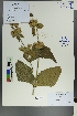  (Phlomis pratensis - Ge00019)  @11 [ ] CreativeCommons  Attribution Non-Commercial Share-Alike  Unspecified Herbarium of South China Botanical Garden
