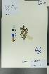  (Euphrasia - Ge00029)  @11 [ ] CreativeCommons  Attribution Non-Commercial Share-Alike  Unspecified Herbarium of South China Botanical Garden