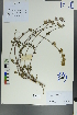  ( - Ge00055)  @11 [ ] CreativeCommons  Attribution Non-Commercial Share-Alike  Unspecified Herbarium of South China Botanical Garden