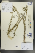  (Bupleurum exaltatum - Ge00057)  @11 [ ] CreativeCommons  Attribution Non-Commercial Share-Alike  Unspecified Herbarium of South China Botanical Garden