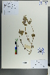  (Dracocephalum imberbe - Ge00064)  @11 [ ] CreativeCommons  Attribution Non-Commercial Share-Alike  Unspecified Herbarium of South China Botanical Garden