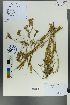  ( - Ge00100)  @11 [ ] CreativeCommons  Attribution Non-Commercial Share-Alike  Unspecified Herbarium of South China Botanical Garden