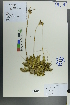  ( - Ge00105)  @11 [ ] CreativeCommons  Attribution Non-Commercial Share-Alike  Unspecified Herbarium of South China Botanical Garden