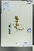  (Halenia elliptica - Ge00106)  @11 [ ] CreativeCommons  Attribution Non-Commercial Share-Alike  Unspecified Herbarium of South China Botanical Garden