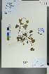  (Dracocephalum grandiflorum - Ge00125)  @11 [ ] CreativeCommons  Attribution Non-Commercial Share-Alike  Unspecified Herbarium of South China Botanical Garden