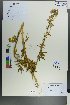  ( - Ge00145)  @11 [ ] CreativeCommons  Attribution Non-Commercial Share-Alike  Unspecified Herbarium of South China Botanical Garden