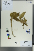  (Phlomis oreophila - Ge00154)  @11 [ ] CreativeCommons  Attribution Non-Commercial Share-Alike  Unspecified Herbarium of South China Botanical Garden