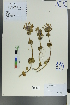  ( - Ge00169)  @11 [ ] CreativeCommons  Attribution Non-Commercial Share-Alike  Unspecified Herbarium of South China Botanical Garden