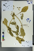  (Bupleurum aureum - Ge00193)  @11 [ ] CreativeCommons  Attribution Non-Commercial Share-Alike  Unspecified Herbarium of South China Botanical Garden
