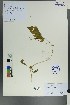  ( - Ge00194)  @11 [ ] CreativeCommons  Attribution Non-Commercial Share-Alike  Unspecified Herbarium of South China Botanical Garden