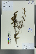  (Scrophularia kiriloviana - Ge00198)  @11 [ ] CreativeCommons  Attribution Non-Commercial Share-Alike  Unspecified Herbarium of South China Botanical Garden
