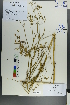  (Aegopodium alpestre - Ge00207)  @11 [ ] CreativeCommons  Attribution Non-Commercial Share-Alike  Unspecified Herbarium of South China Botanical Garden