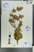  ( - Ge00209)  @11 [ ] CreativeCommons  Attribution Non-Commercial Share-Alike  Unspecified Herbarium of South China Botanical Garden